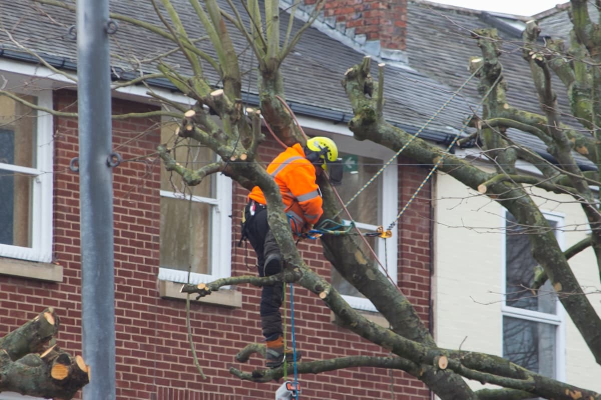 Élagueur en gilet orange taillant les branches d’un arbre devant une maison