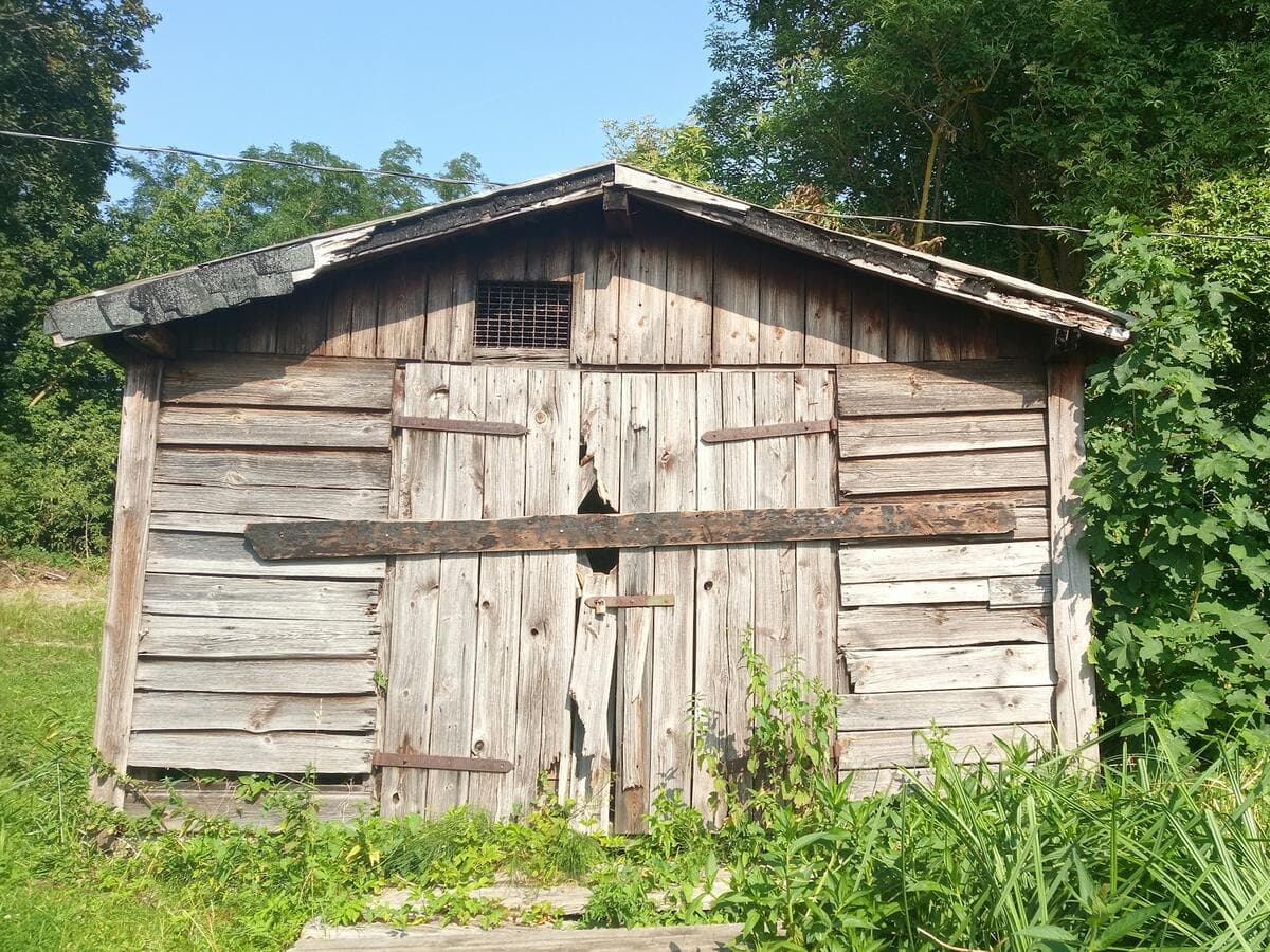 Vieil abri de jardin en planches, porte défoncée et toiture abîmée, envahi par la végétation