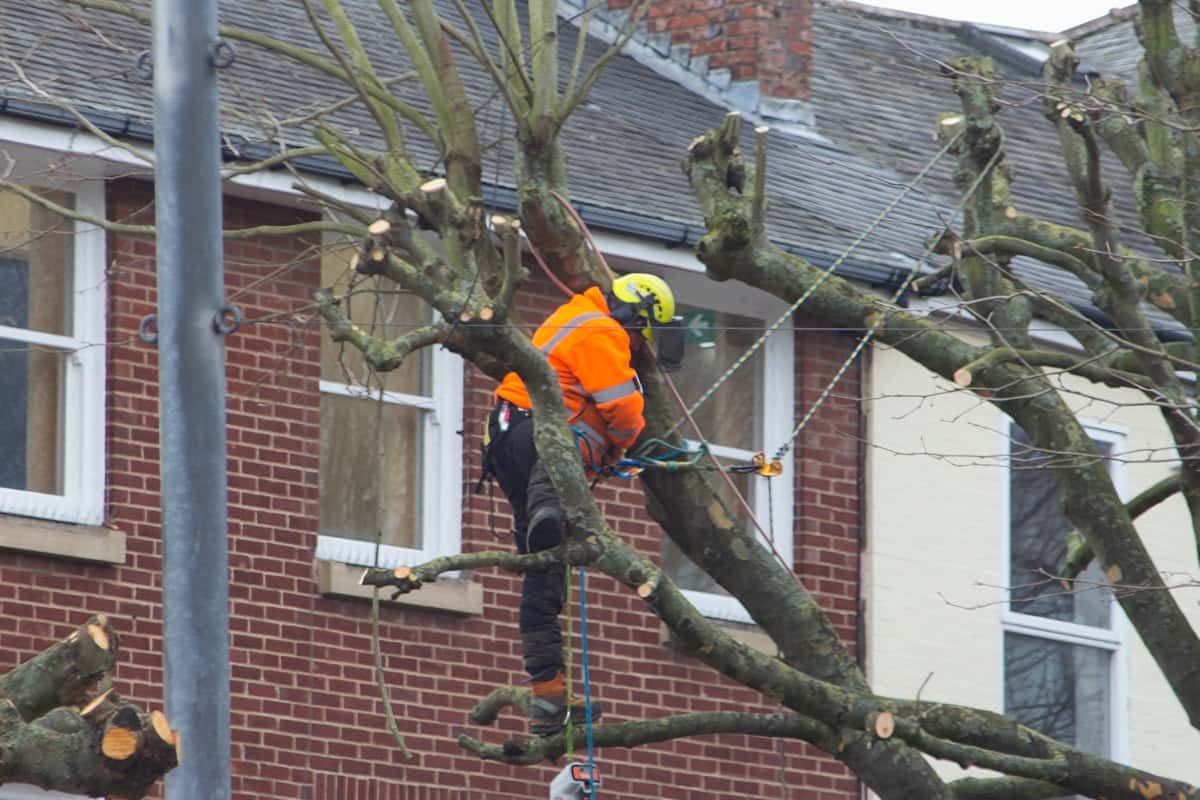 Élagueur en gilet orange taillant les branches d’un arbre devant une maison